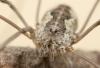 Phalangium opilio